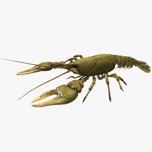3d model crayfish animation