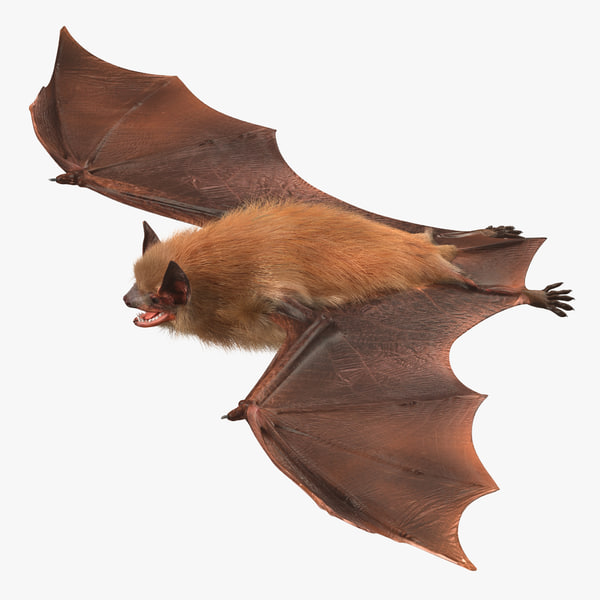 Bat 3D Models for Download | TurboSquid