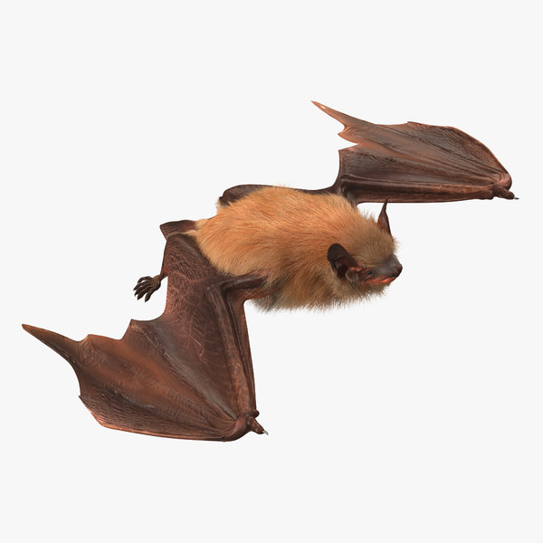 Bat 3D Models for Download | TurboSquid