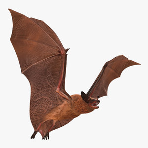 flying bat 3d model