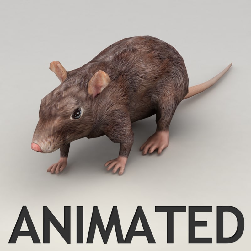 rat walk animation 3d model