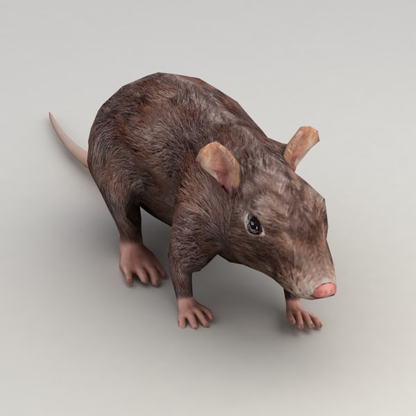 rat walk animation 3d model