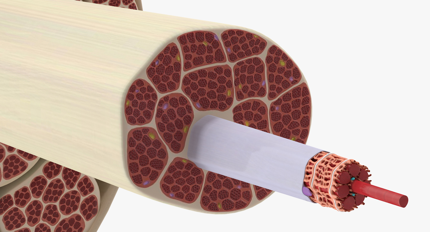 muscle cross section obj