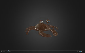 crab x