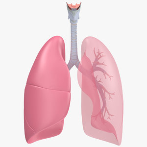3d respiratory anatomy model