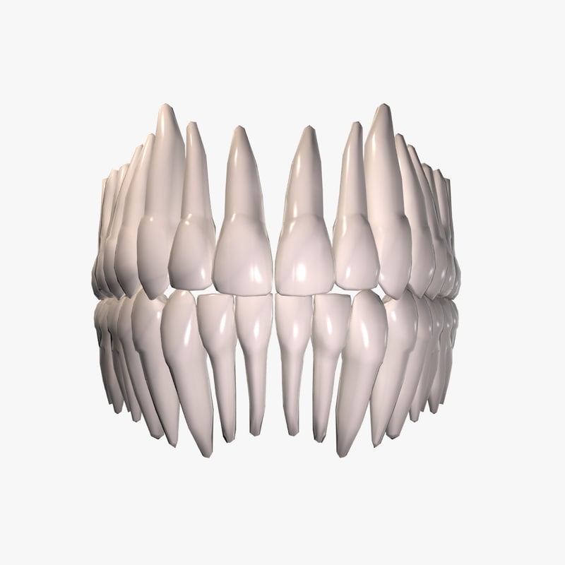 人类的牙齿3d模型