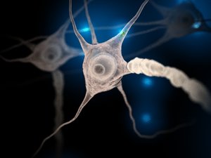 neurons brain 3d model