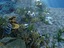 underwater world animation 3d max