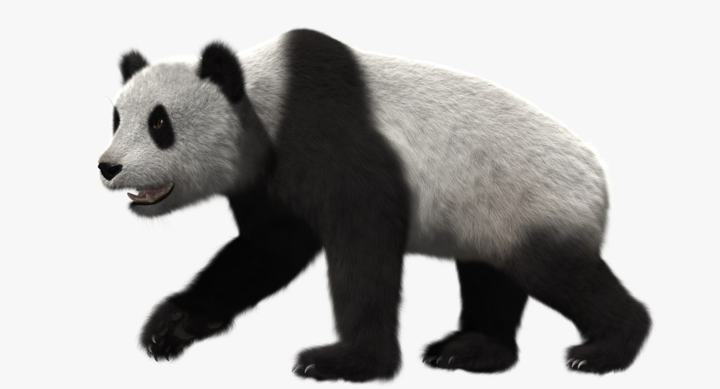 giant panda animation 3d model