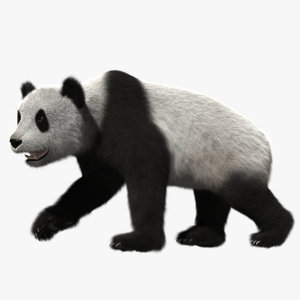 giant panda animation 3d model