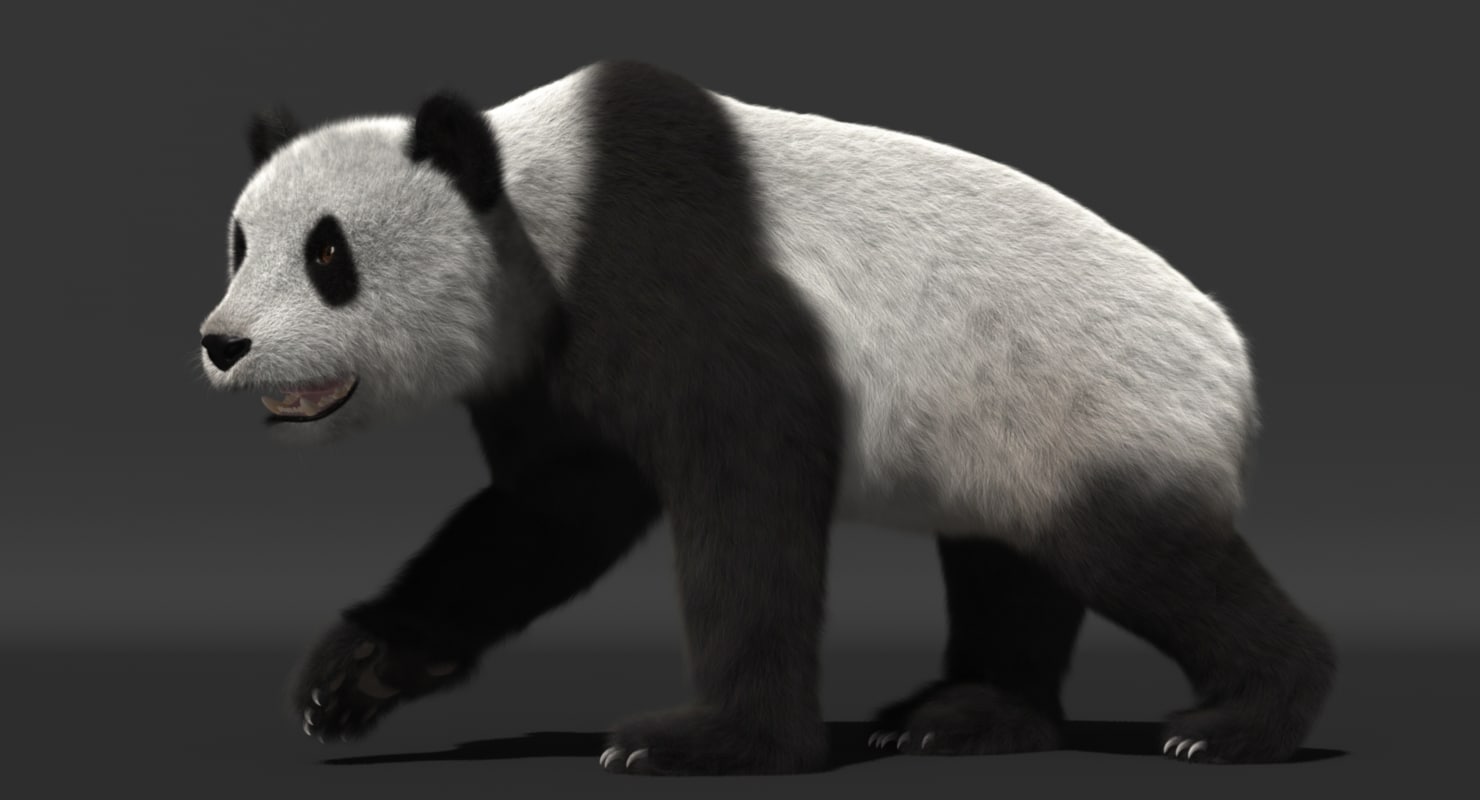 giant panda animation 3d model