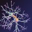 neuron synapses myelin 3d model