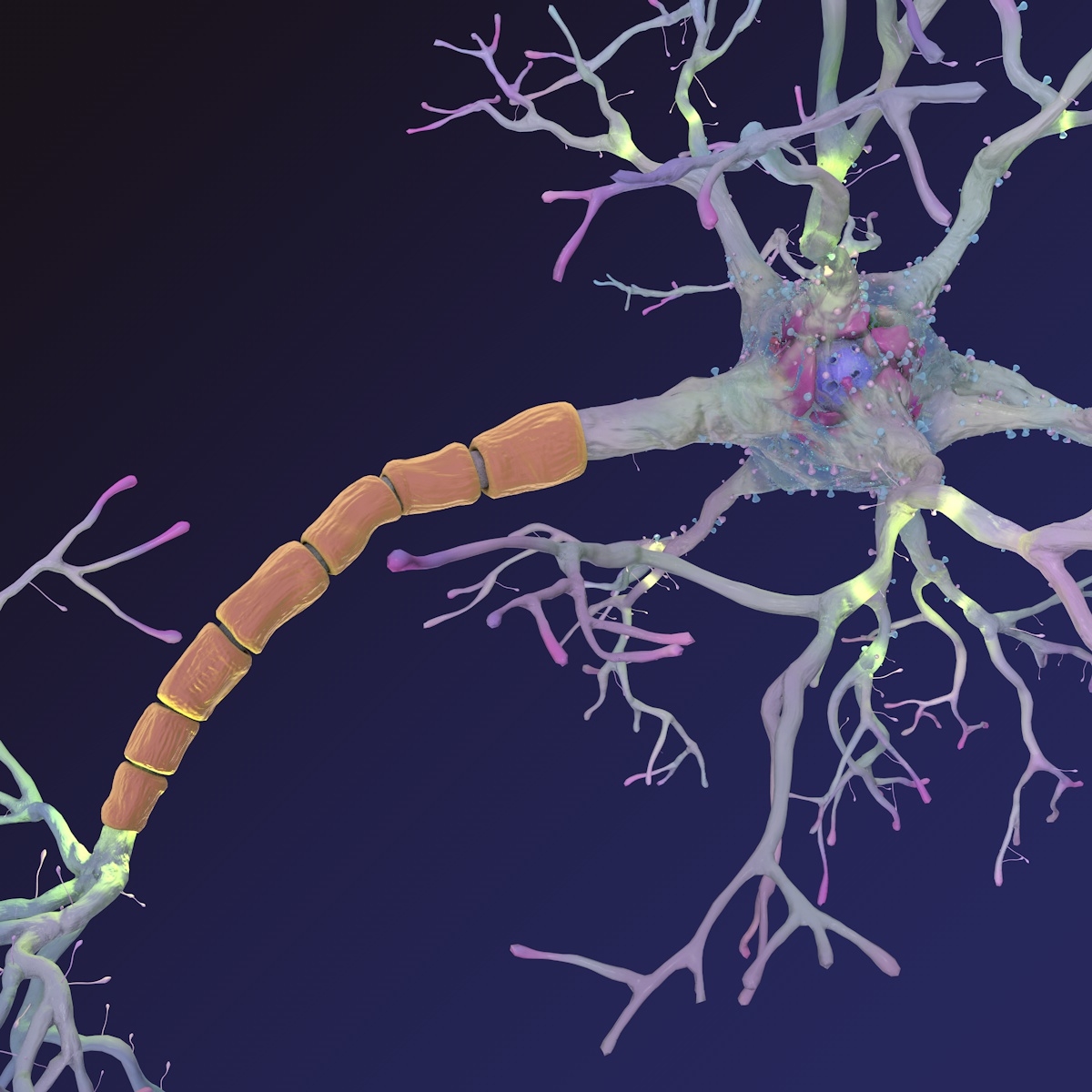 神经元3d模型