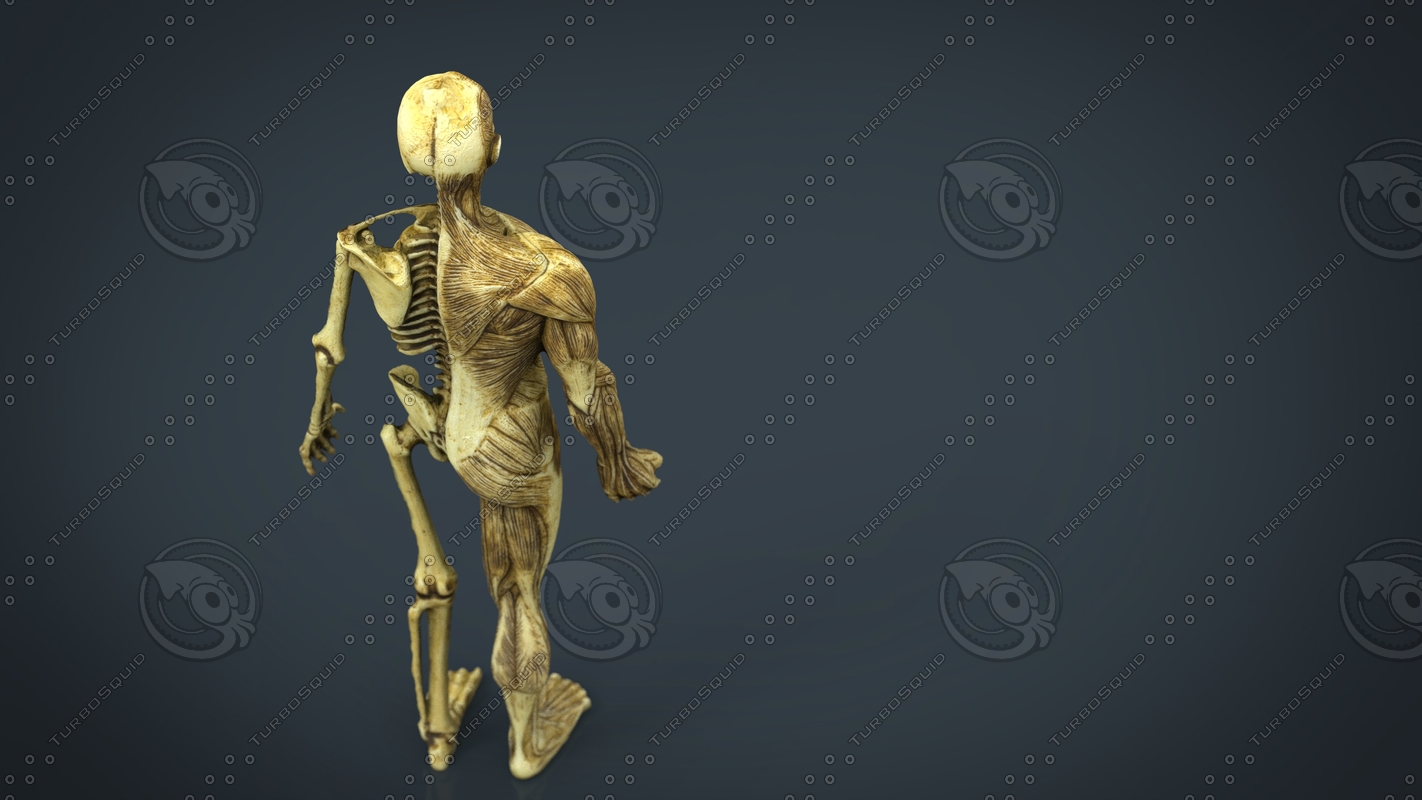 hd human body anatomy 3d model Biology Diagrams