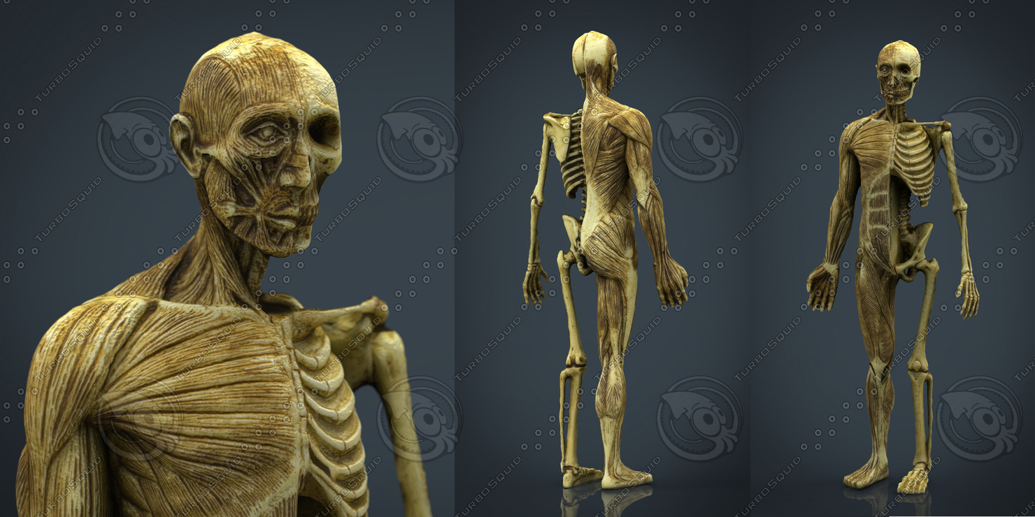 hd human body anatomy 3d model