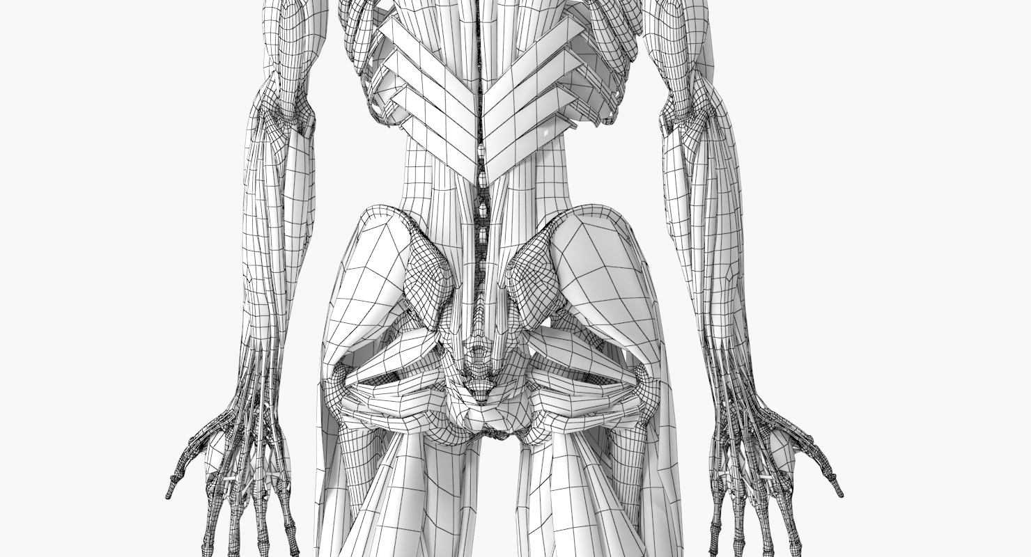 3d anatomy muscle