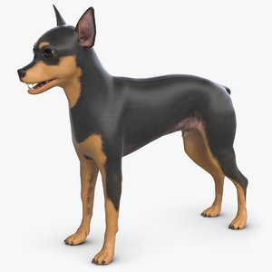 3d model of toy terrier dog