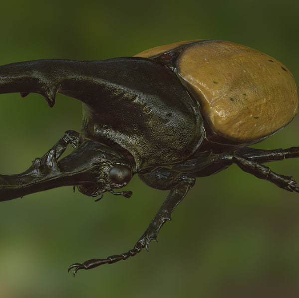 hercules beetle realistic pbr