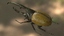 hercules beetle realistic pbr 3d max