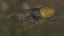 hercules beetle realistic pbr 3d max