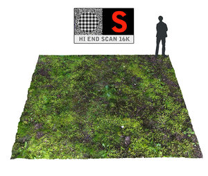 forest ground 16k hd 3d model