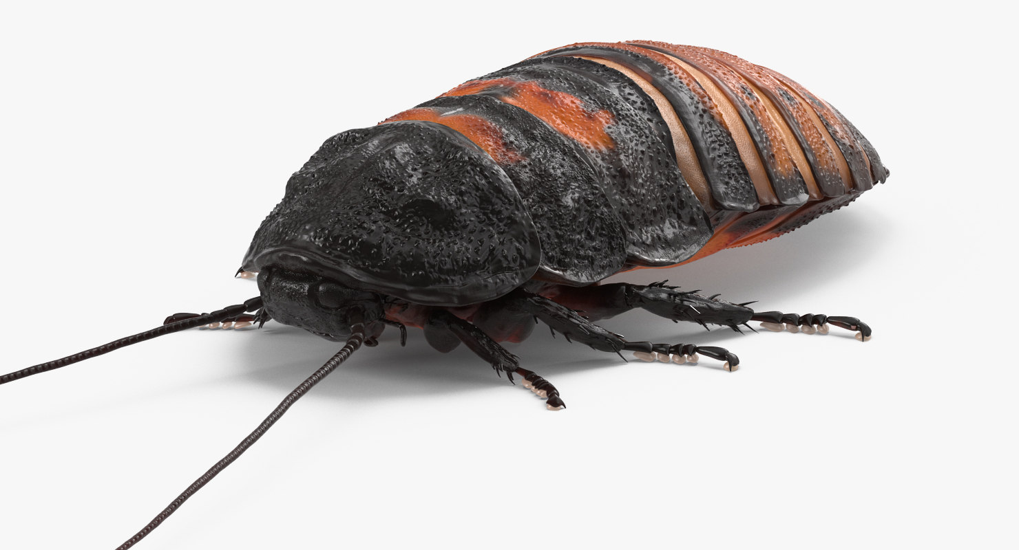 giant cockroach stuffed animal