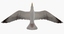 3d seagull flying animation model
