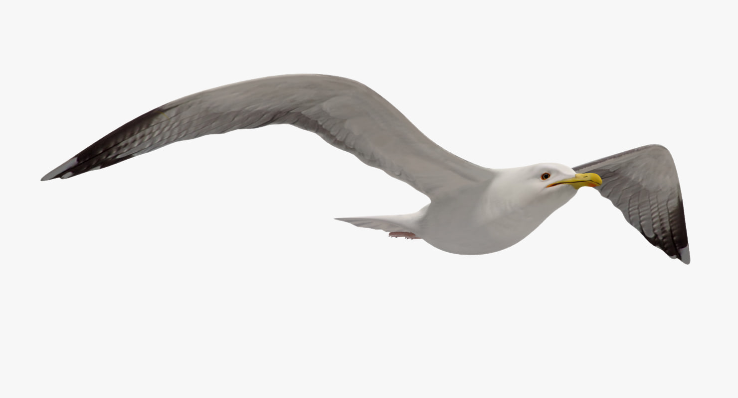 Download 3d seagull flying animation model