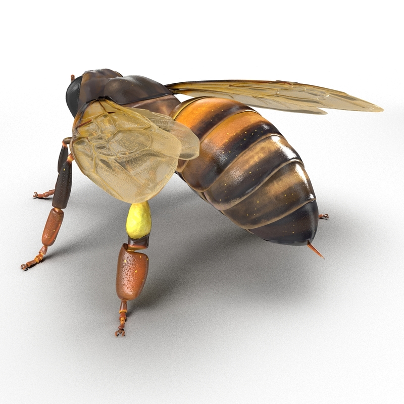 honey bee rigged 3d model