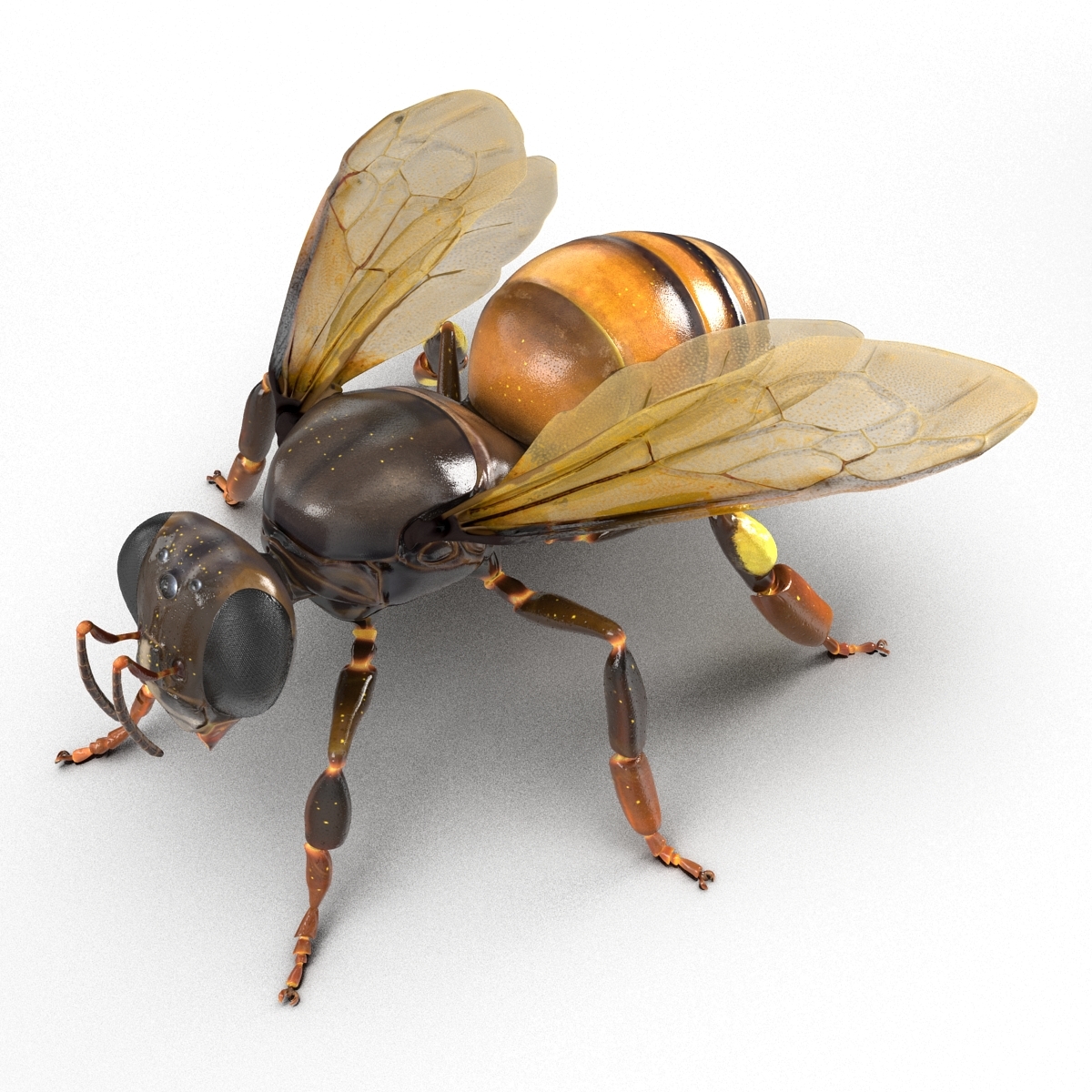 honey bee rigged 3d model