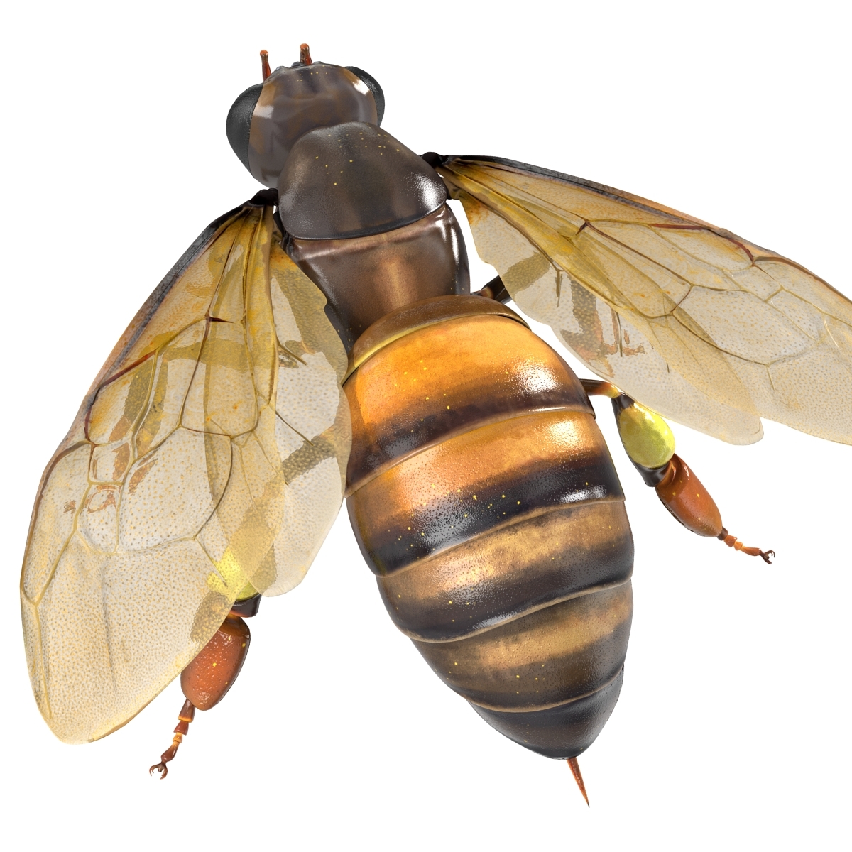 honey bee rigged 3d model