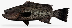 sawtail grouper x