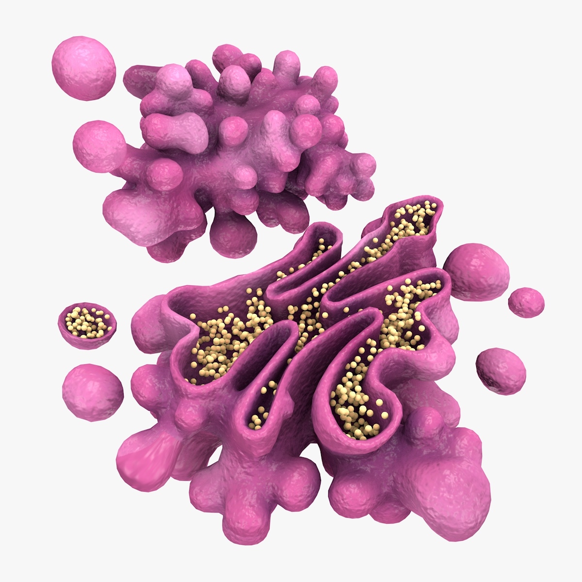 3d-model-golgi-apparatus