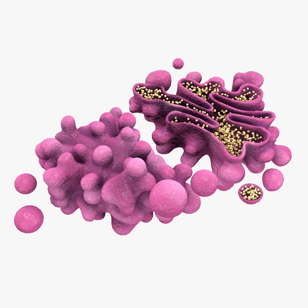 Golgi Apparatus Cellular 3d Model - vrogue.co