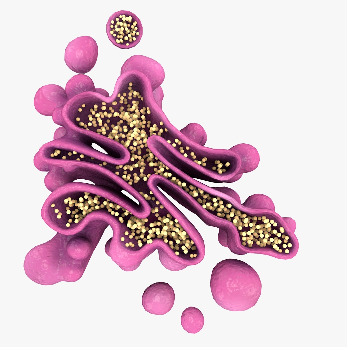 3d model golgi apparatus