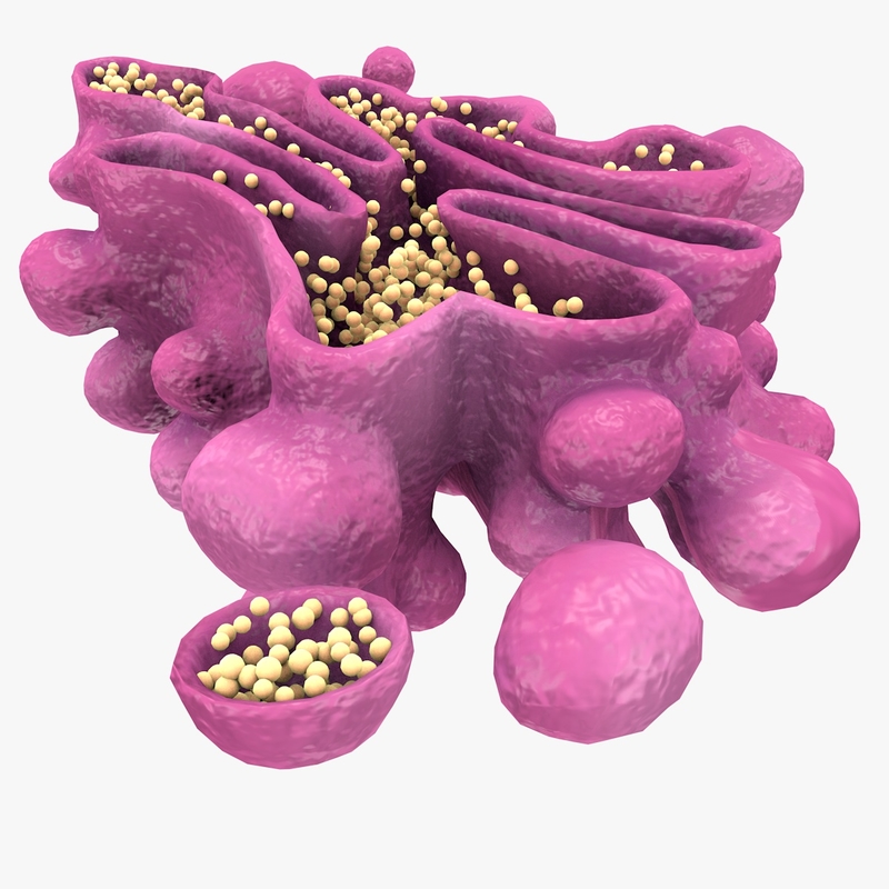 3d model golgi apparatus