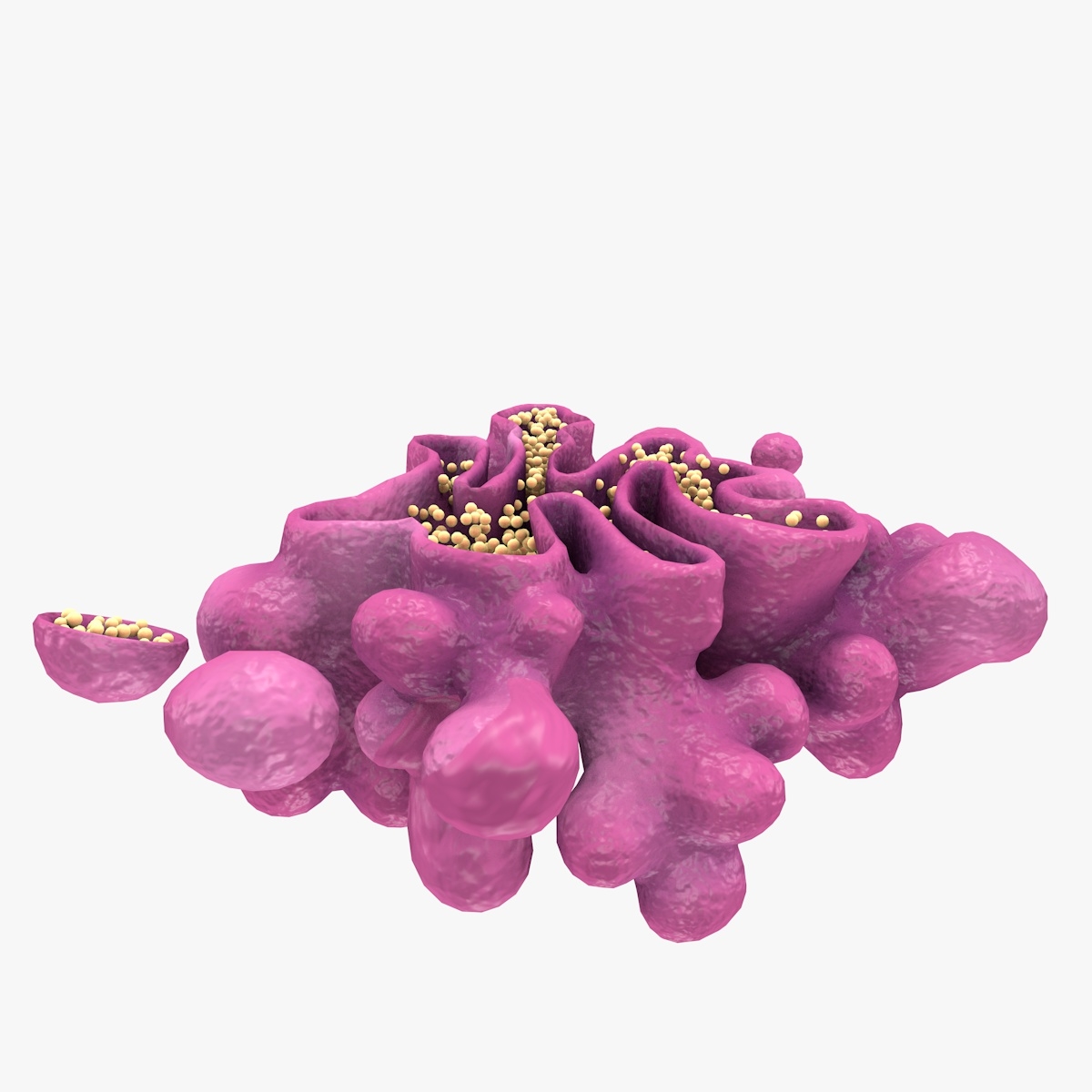 3d model golgi apparatus