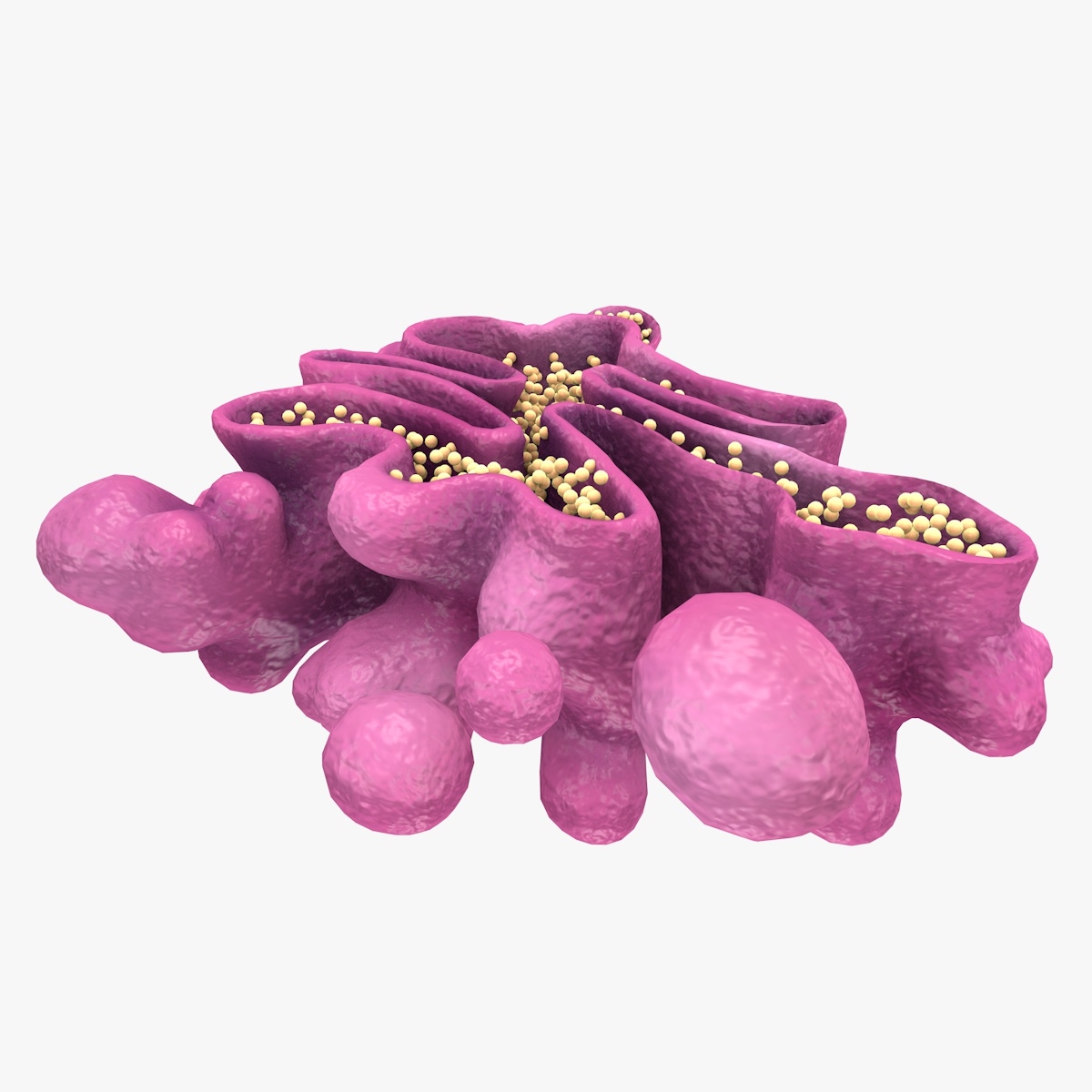 3d model golgi apparatus