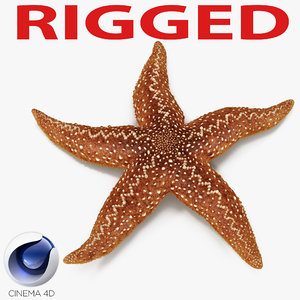 starfish 2 rigged 3d c4d
