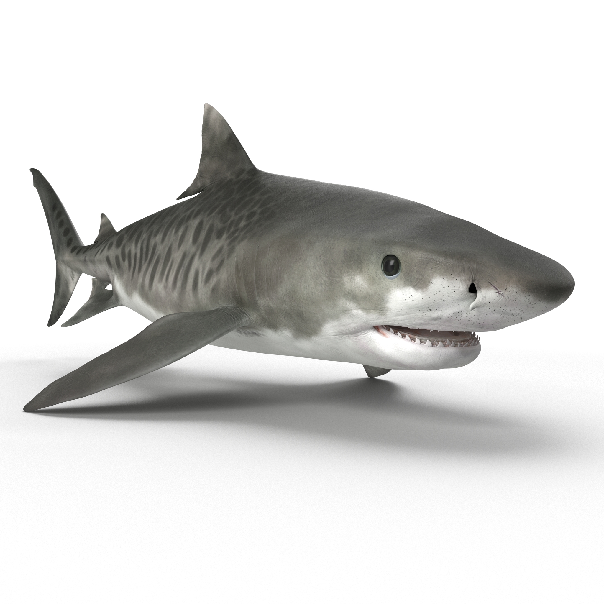 虎鲨为电影院4d配备3d模型