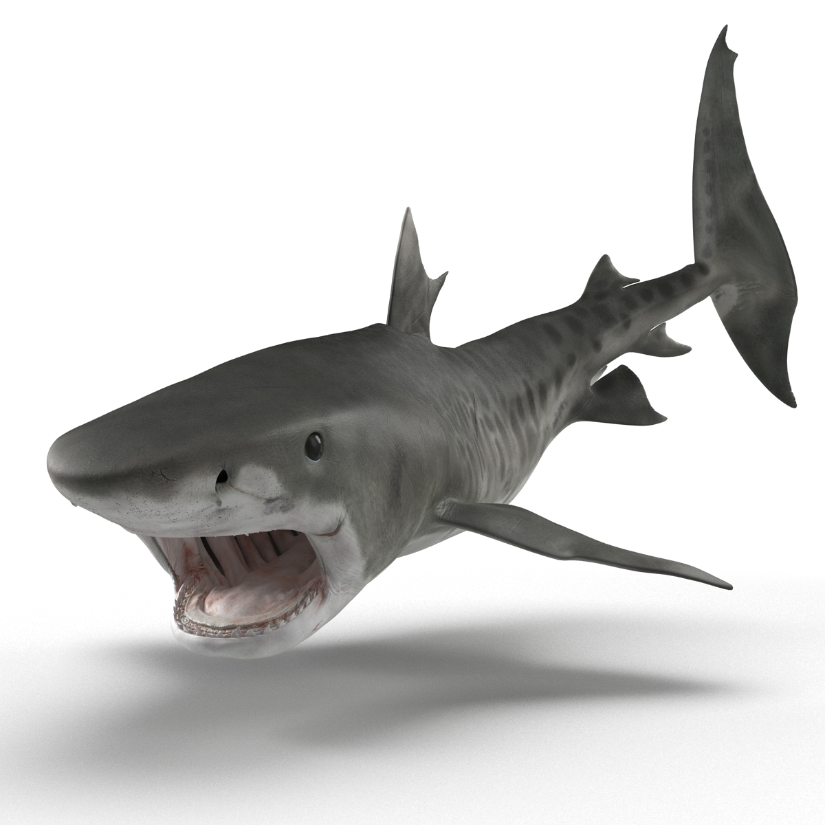 c4d tiger shark rigged