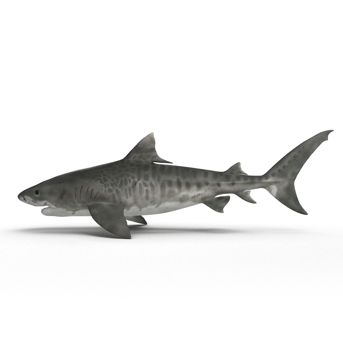 c4d tiger shark rigged