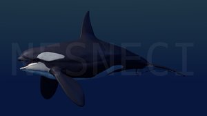 professionally killer whale orca 3d model