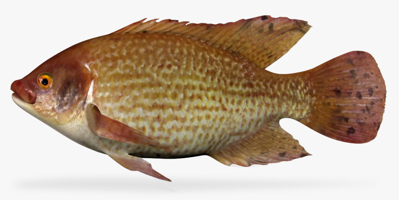 3d Hawaiian Gold Talapia 3d Hawaiian Gold Talapia