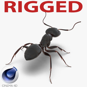 black ant rigged 3d c4d