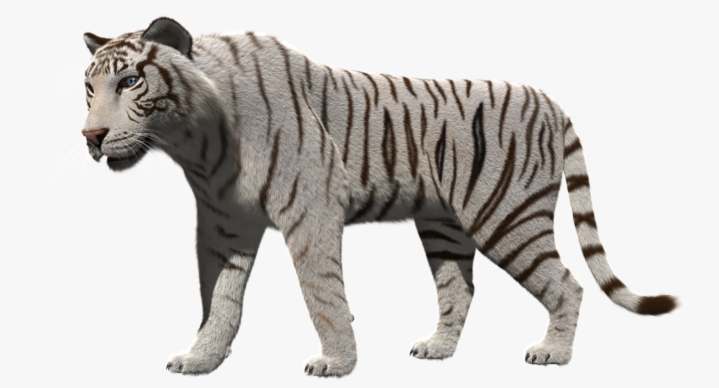 white tiger 3d obj