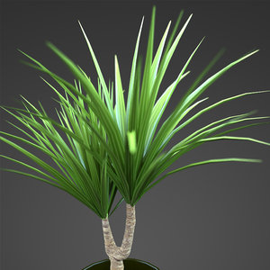 plant home yucca 3d model