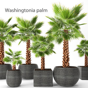 palm tree 3d model