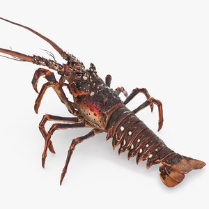 3d model spiny lobster