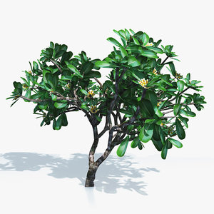 flowering frangipani tree 3d dxf